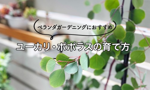 面部脂肪脸-脂肪堆积脸好瘦吗网-分享脸上脂肪多容易老还是少容易老，脸部脂肪多是什么原因知识库